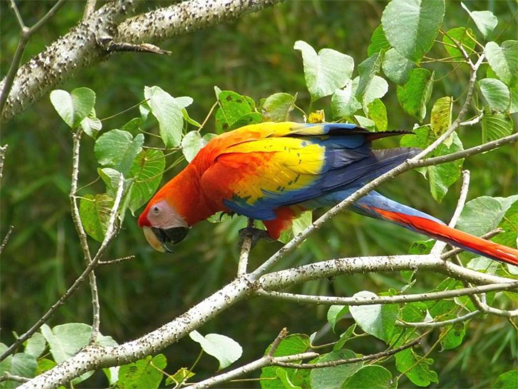 Cabana Itze La Fortuna ภายนอก รูปภาพ